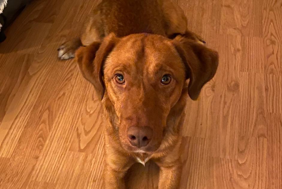 Fundmeldung Hund rassenmischung Männliche , Zwischen 9 und 12 Monaten Limoges Frankreich Fundmeldung Hund rassenmischung Männliche , Zwischen 9 und 12 Monaten Limoges Frankreich